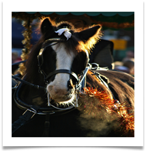A Dickensian Horse - Beesley, Chris